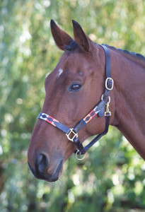 Blenheim Leather Polo Headcollar Blenheim Leather Polo Headcollar