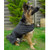 Rhinegold Balmoral Quilted Dog Coat - Black