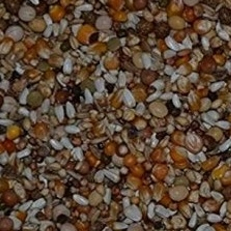 Colonel's Gem Trapping & Conditioning Pigeon