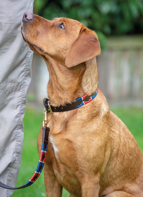Digby and Fox Drover Polo Dog Collar
