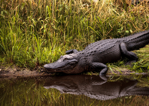 Alligator Signs and Your Warnings
