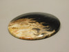 Petrified Palm Wood Cabochon Indonesia #11