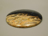 Petrified Palm Wood Cabochon Indonesia #13
