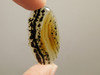 Montana Agate Cabochon #4