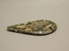 Turritella Agate Cabochon #3