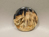 Petrified Palm Wood Cabochon Indonesia #12