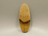 Petrified Golden Oak Wood Cabochon #7