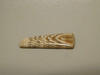 Petrified Sycamore Wood Cabochon #24