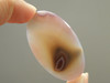 Coyamito Agate Cabochon #1