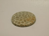 Fossil Coral Cabochon #F4