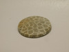 Fossil Coral Cabochon #F4
