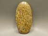 Dinosaur Bone Cabochon #5