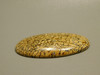 Dinosaur Bone Cabochon #5