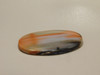 Petrified Rainbow Wood Cabochon Arizona #8