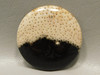 Petrified Palm Wood Polka Dot Black Cabochon Fossil Stone #11