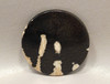 Fossilized Palm Wood 48 mm Round Polka Dot Cabochon Gemstone #7