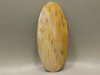 Petrified Palm Wood 3 inch Large Collector Designer Cabochon XL13