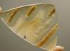 Rare Brazilian Tube Agate Cabochon Designer Gemstone #S1