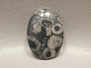 Crinoid Marble Fossil Designer Gemstone Cabochon #4