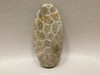 Cabochon Fossil Coral Jewelry Making Supplies #F5