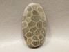 Jewelry Stone Cabochon Fossil Coral Semiprecious Gemstone #F6