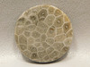 Flower Jasper Cabochon Loose Stones 33 mm Round Fossil #f8