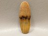 Petrified Golden Oak Wood Cabochon Fossil Loose Stone #10