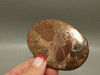 Designer Cabochon Copper Rose Native Copper Stone Rare Red Stone xl1