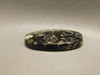 Turritella Agate Semiprecious Stone Fossil Cabochon #21