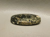 Turritella Agate Semiprecious Stone Fossil Cabochon #21