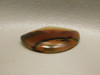 Brazilian Piranha Agate Cabochon Shield Shape Gemstone  #22