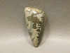Cotham Marble Cabochon Fossil Stromatolite #24