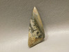 Cotham Marble Fossil Stromatolite Triangle Stone Cabochon #15