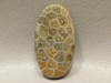 Fossil Coral Semiprecious Stone Cabochon #F1
