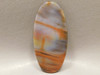 Rainbow Fossilized Wood Cabochon Loose Jewelry Making Stones #14