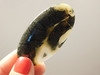 Nipomo Agate Cabochon Stone California Rock #1