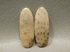 Fossilized Palm Wood Matched Pairs Cabochons Stones #9