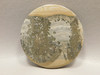 Cotham Marble Fossil Stromatolite Cabochon Large 53 mm Round #3