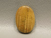 Fossilized Wood Golden Oak 19 mm by 13 mm Oval Cabochon Stone #11