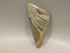 Cotham Marble Cabochon Fossil Stromatolite Triangle Stone #17