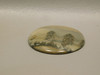 Cotham Marble Fossil Semiprecious Stone Cabochon England #14