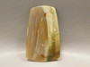 Arizona Petrified Wood Translucent Cabochon Fossil Gemstone #10