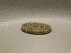 Cabochon Fossil Coral Loose Stones #f15