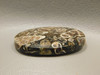 Turritella Agate Wyoming Jewelry Stone Fossil Cabochon #22