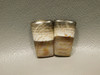 Petrified Wood Sycamore Matched Pairs Cabochons #15