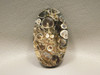 Turritella Agate Cabochon #24