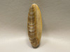 Petrified Sycamore Wood Stone Bead Pendant #11