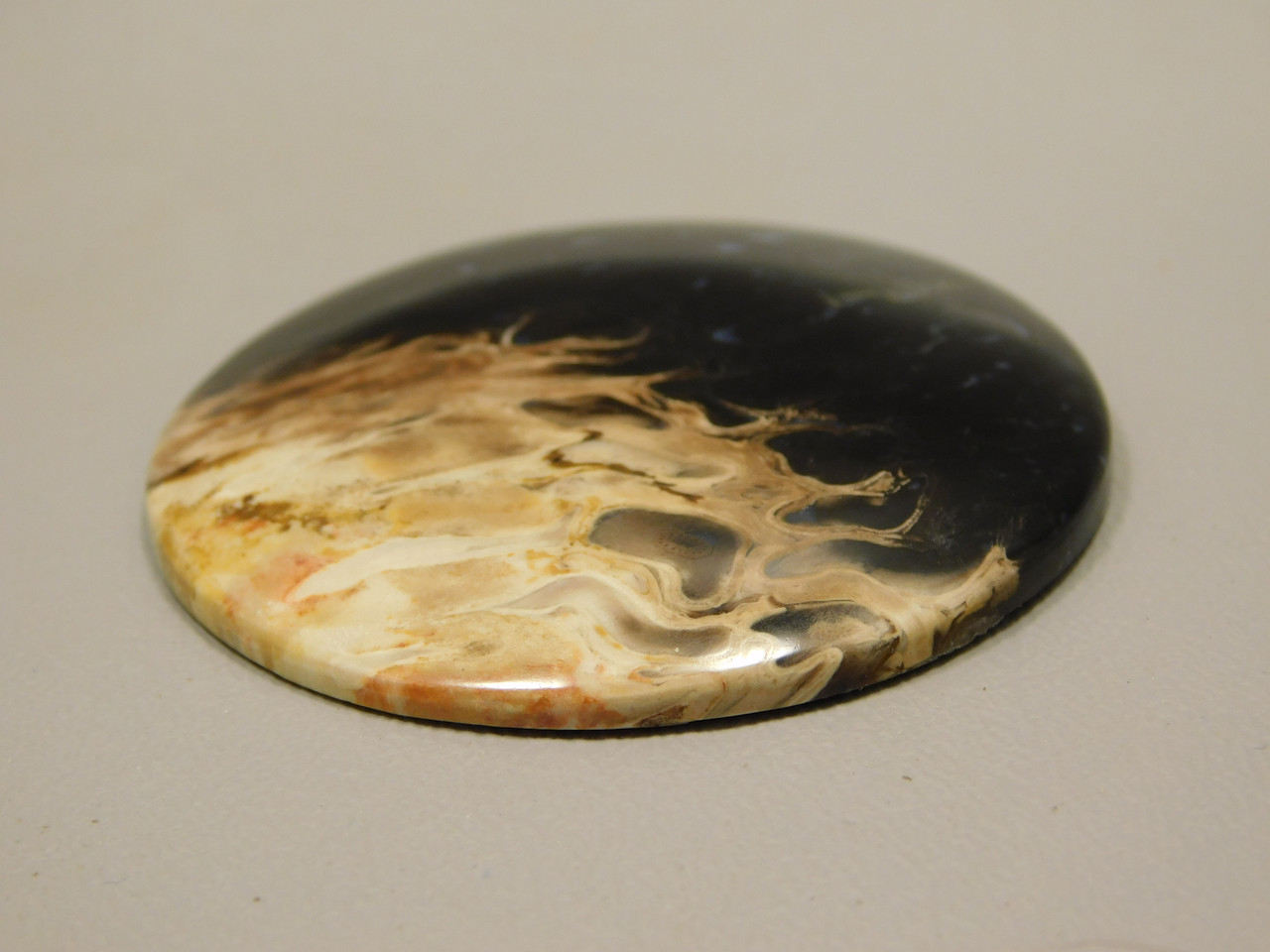 Petrified Palm Wood Cabochon Indonesia #11