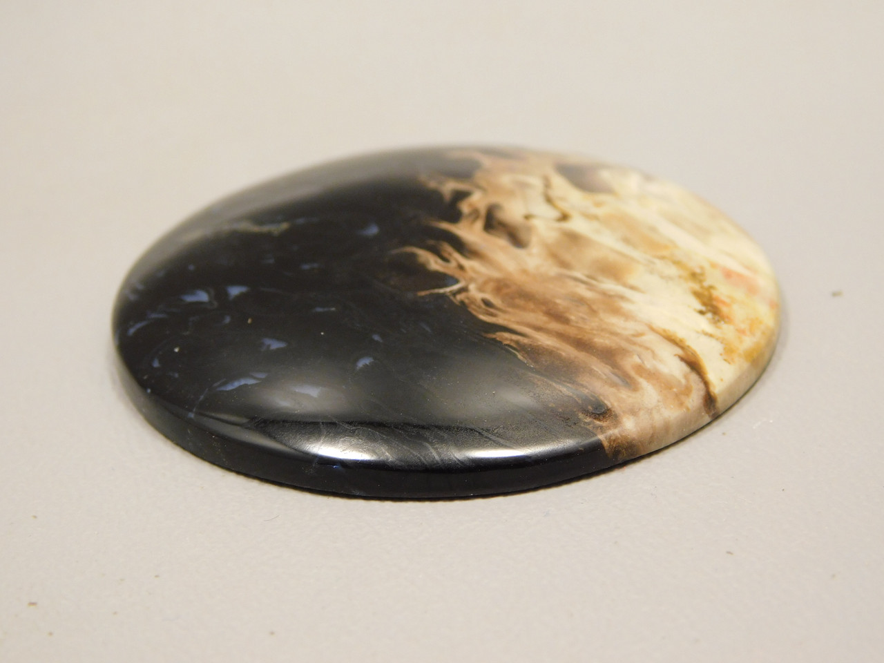 Petrified Palm Wood Cabochon Indonesia #11