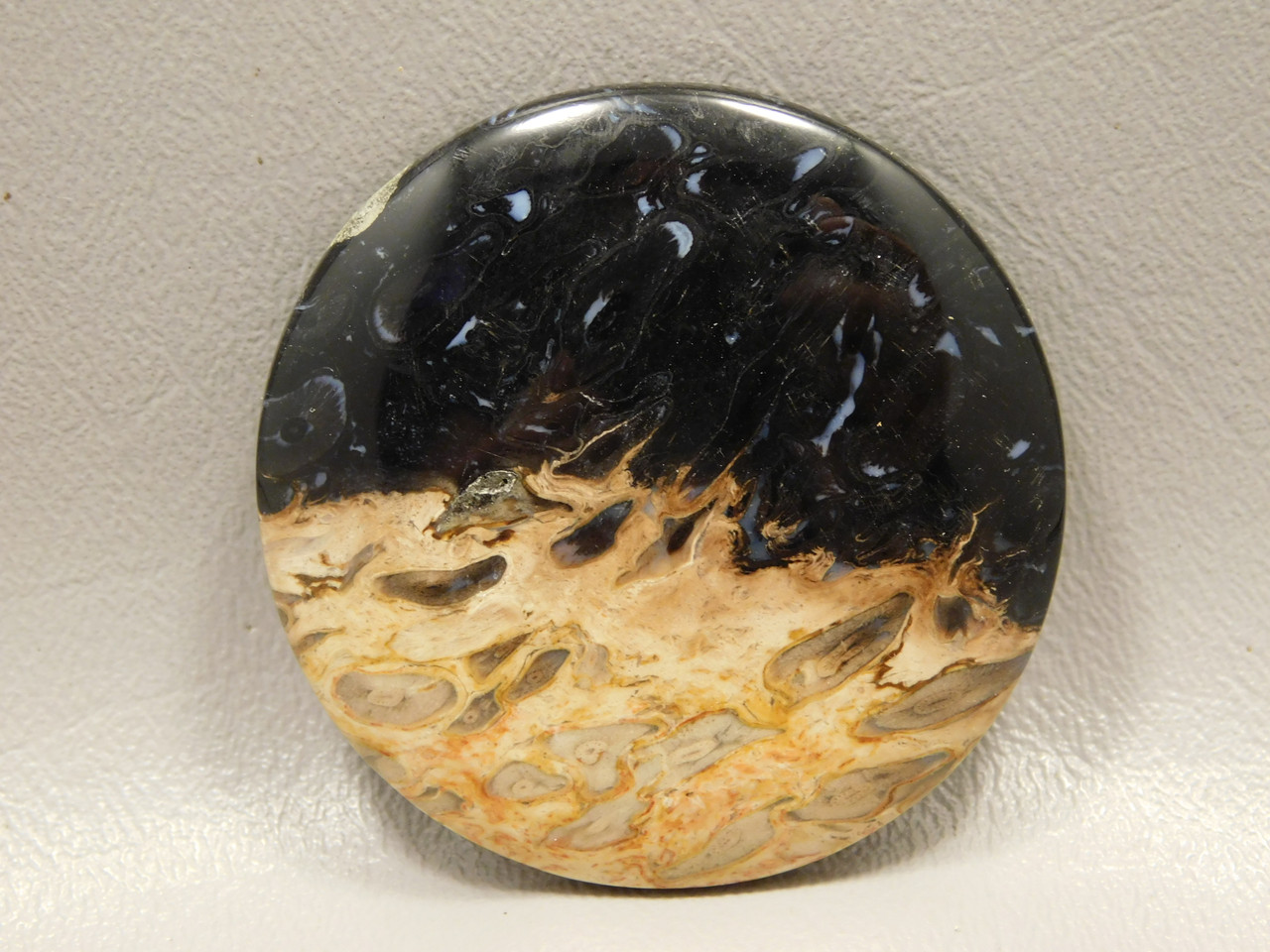 Petrified Palm Wood Cabochon Indonesia #13